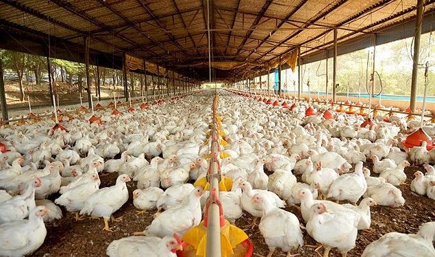 Salmonella: impacto na avicultura gera preocupação aos produtores